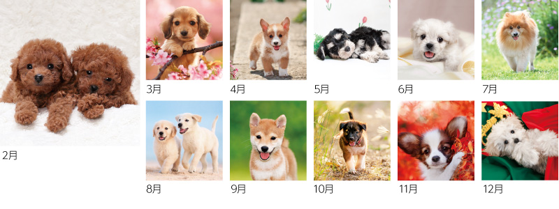 THE DOG’s(ザ・ドッグス)12ヶ月
