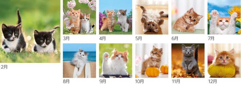 THE CAT’s(ザ・キャッツ)12ヶ月
