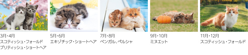 キャッツワールド12ヶ月