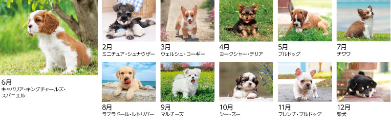 ワンワンフレンド12ヶ月