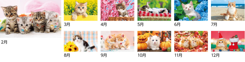 サンキュー・キャット12ヶ月