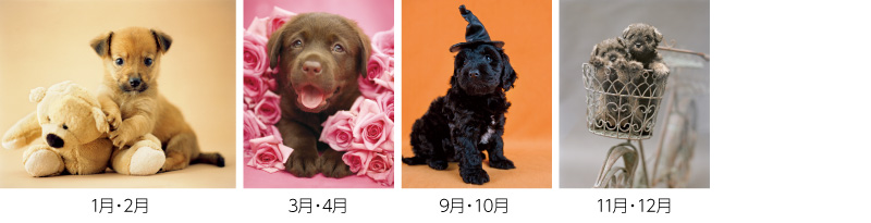 サラヴ・ドッグ12ヶ月