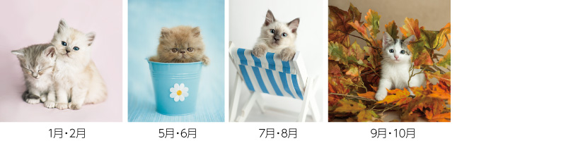 ラヴ・キャット12ヶ月
