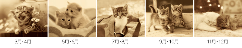 ハローキャッツ12ヶ月