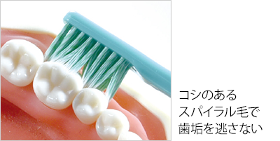 コシのあるスパイラル毛