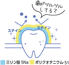 歯がつるつるしてる？