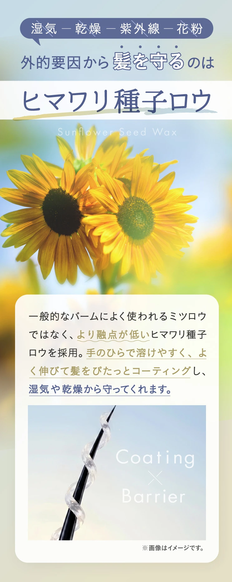 外的要因から髪を守るのはヒマワリ種子ロウ