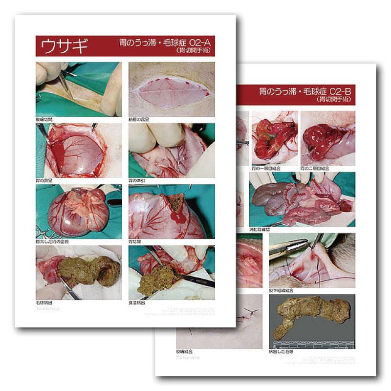 インフォームドコンセントシート Eic ウサギ 毛球症02の通販 Ci Vet Ciモール