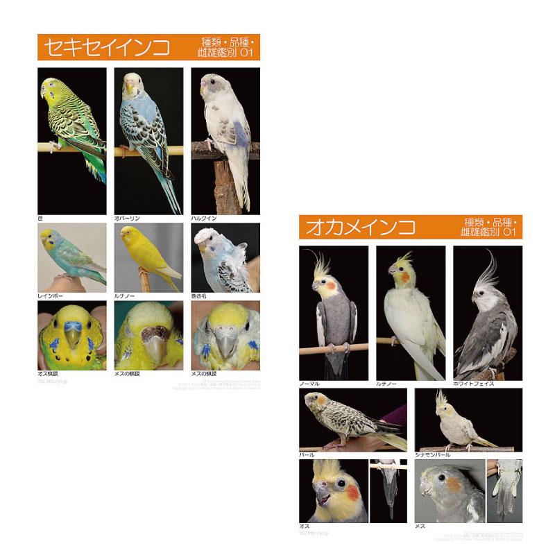 インフォームドコンセントシート Eic セキセイインコ オカメインコ 種類 品種 雌雄鑑別01の通販 Ci Vet Ciモール